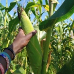 Maize A - August 2019